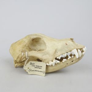 Dog skull 5