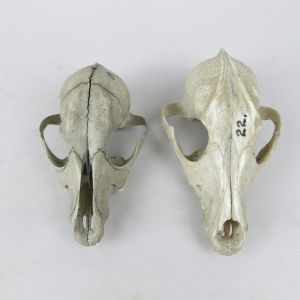 Dog skulls 6 & 7