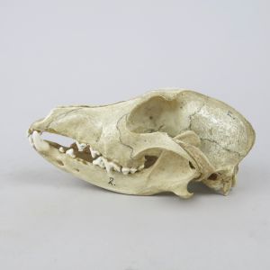 Dog skull 8
