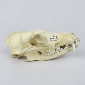 Fox skull 3