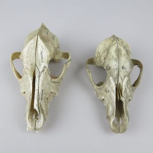 Dog skulls 11 & 12