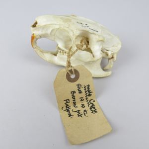 Coypu skull