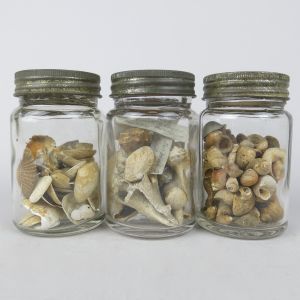 Jars of fossil shells