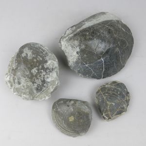 Fossil molluscs x 4