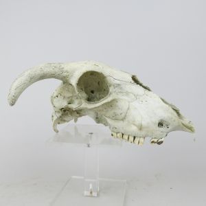 Sheep skull 9