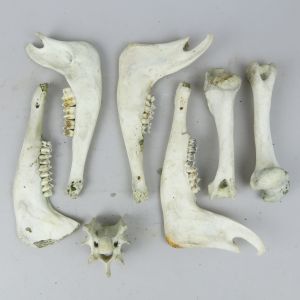 Sheep jaws/bones