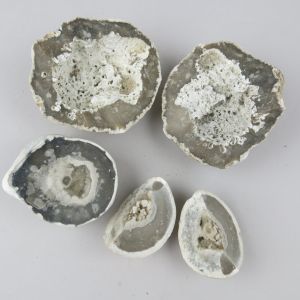 Flint fossils