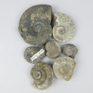 Ammonites (small)