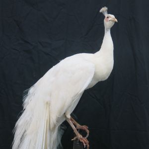 White Peacock 2