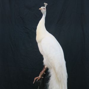 White Peacock 3