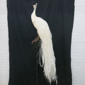White Peacock 4