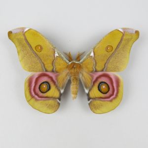 Silk moth 2