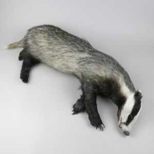Badger 2 (as dead / roadkill)