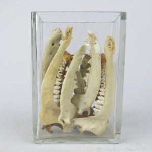 Jar of dog jaws