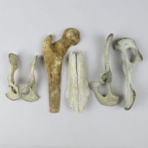 vintage sheep bones