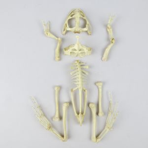Giant American Bull frog skeleton