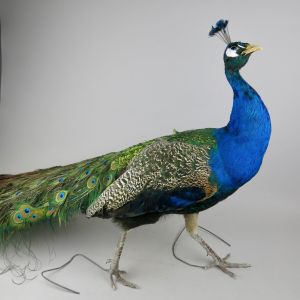 Blue Peacock E