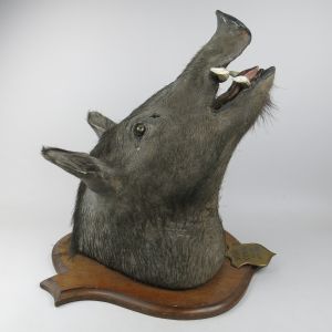 Wild Boar 4 (antique)