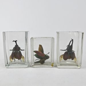 Large beetles in vintage glass laboratory jars