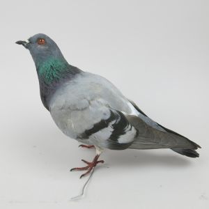 Feral Pigeon 2