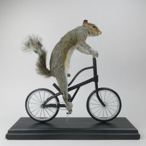 Squirrel riding bike