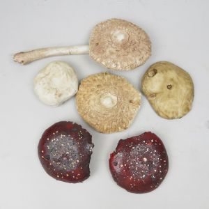 Mushrooms, large (damaged)