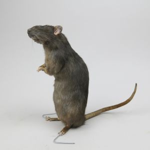 Rat 5