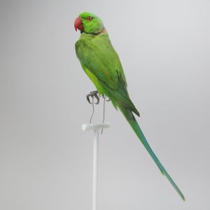 Green Ring Neck Parakeet, perching