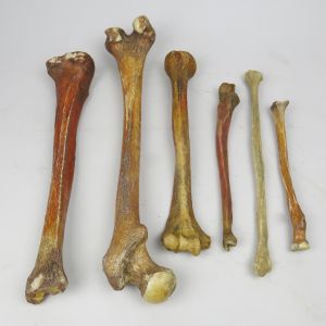 Human Bones x 6 (selection 2)