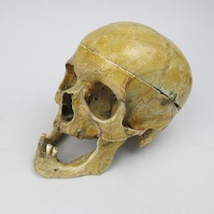 Human skull 10