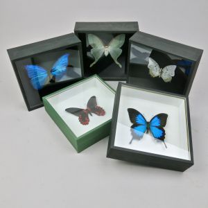 Cased butterflies x 6