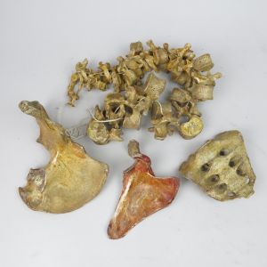 Misc human bones (selection 1)