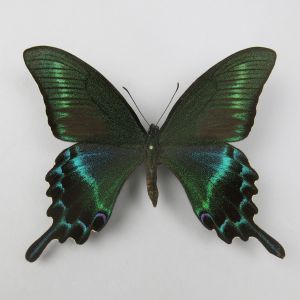 Papilio maackii (large)