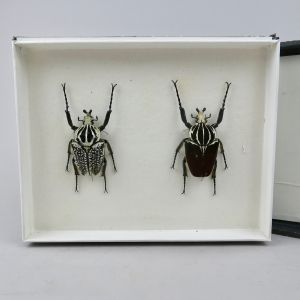 Goliath beetles x 2 in collector's box