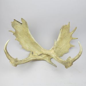 Shed antlers 4