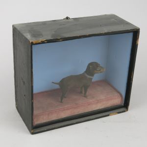 Miniature dog in case