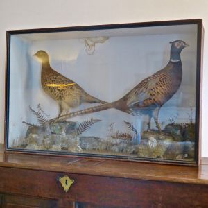 Cased pair pheasants