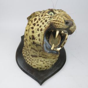Leopard head 4