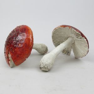 Large mushrooms x 2