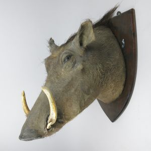 Warthog head, vintage