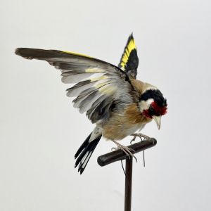 Goldfinch in flight
