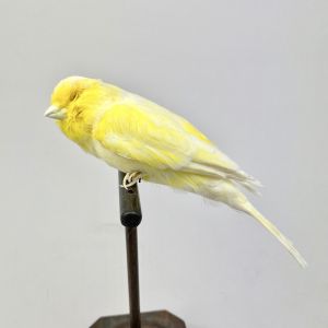 Canary 3