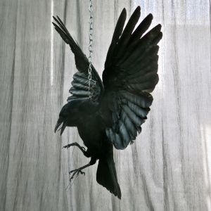 Crow in flight 3
