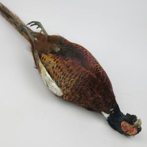 Pheasant as dead, male