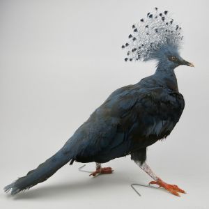 Crowned Pigeon 1
