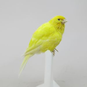 Canary 4