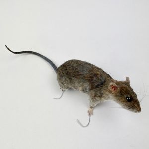Rat 9