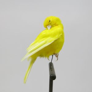 Canary 2a