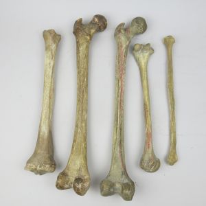 Human bones x 5 (selection 1)