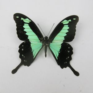 Papilio phorcas